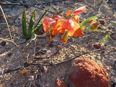 Gladiolus speciosus, photographed by linkie
