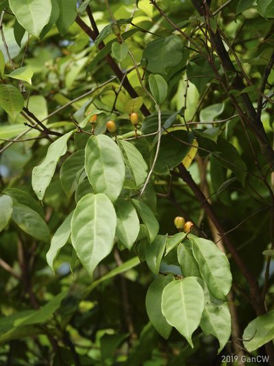 Erycibe tomentosa, photographed by Cheongweei Gan