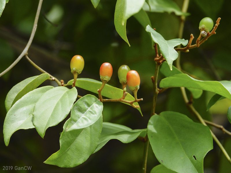 Erycibe tomentosa, photographed by Cheongweei Gan