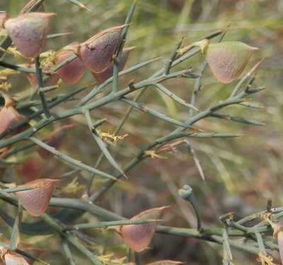 Daviesia horrida, photographed by Charles Stirton