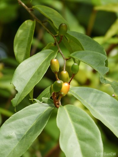 Erycibe tomentosa, photographed by Cheongweei Gan