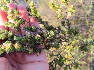 Cliffortia teretifolia, photographed by linkie