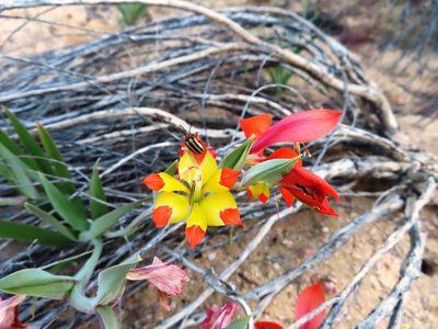 Gladiolus speciosus, photographed by linkie