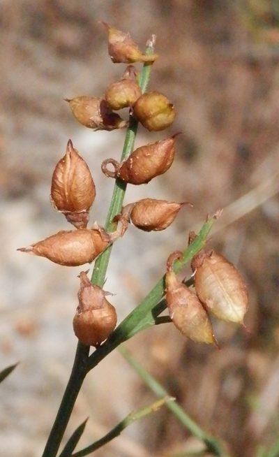 Mirbelia ramulosa, photographed by Charles Stirton