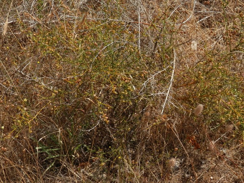 Mirbelia ramulosa, photographed by Charles Stirton