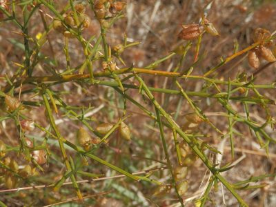Mirbelia ramulosa, photographed by Charles Stirton