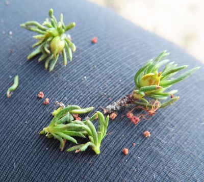 Cliffortia teretifolia, photographed by linkie