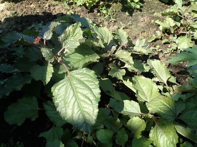 Acmella oleracea, photographed by 葉子