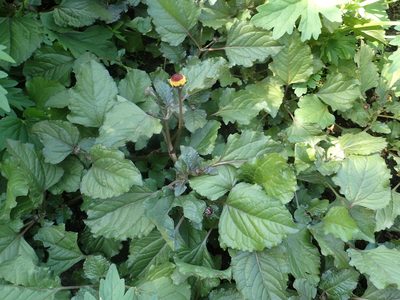 Acmella oleracea, photographed by 葉子