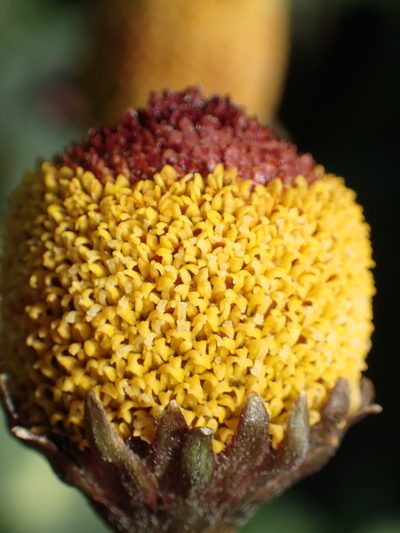 Acmella oleracea, photographed by 葉子
