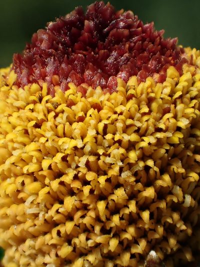 Acmella oleracea, photographed by 葉子