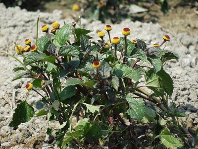 Acmella oleracea, photographed by 葉子