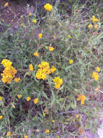 Aldama glomerata, photographed by Enrique Martínez Núñez
