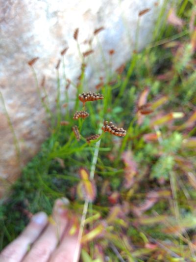 Microschizaea tenella, photographed by Seth Musker