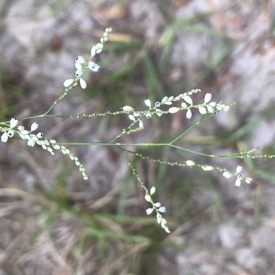Polygonella gracilis, photographed by Susan Berg