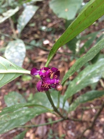 Palicourea dichotoma, photographed by B. Phalan