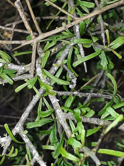 Melicytus flexuosus, photographed by Leon Perrie