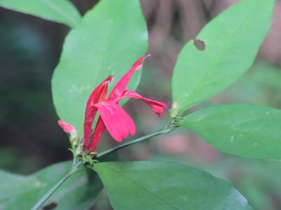 Justicia brasiliana, photographed by Fernando Sessegolo
