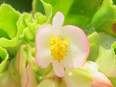 Begonia cucullata, photographed by Fernando Sessegolo