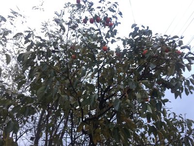 Diospyros kaki, photographed by Kim, Hyun-tae