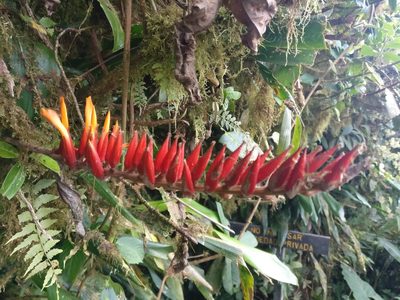 Pitcairnia brittoniana, photographed by drtimk