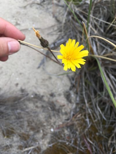 Picris angustifolia, photographed by Miguel de Salas