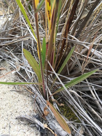 Picris angustifolia, photographed by Miguel de Salas