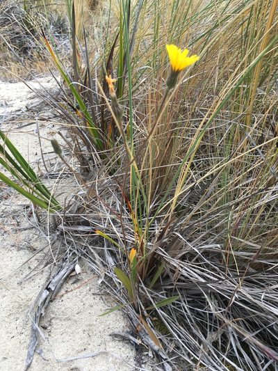 Picris angustifolia, photographed by Miguel de Salas