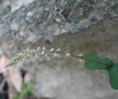 Cyathula prostrata, photographed by agujaceratops