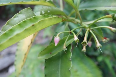 Ardisia polysticta, photographed by agujaceratops