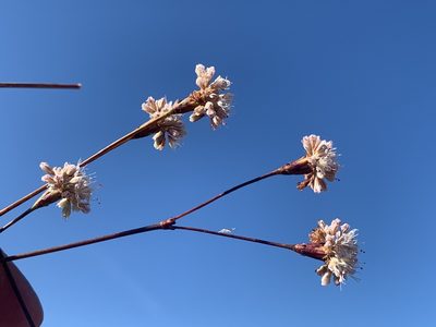 Eriogonum grande, photographed by Jim Riley