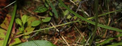 Carex vaginata, photographed by Quinten Wiegersma