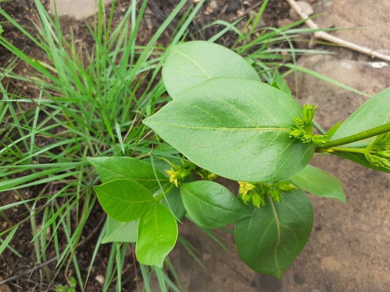 Vangueria venosa, photographed by grabbarg
