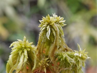 Sphagnum falcatulum, photographed by Jacqui Geux