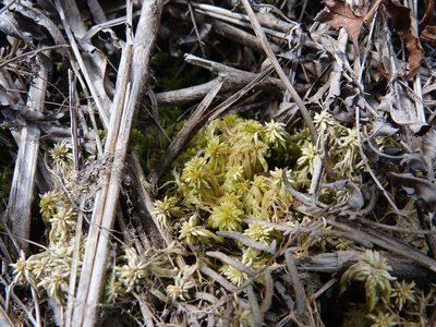 Sphagnum falcatulum, photographed by Jacqui Geux