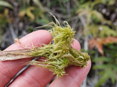 Sphagnum falcatulum, photographed by Jacqui Geux