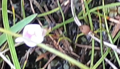 Utricularia arenaria, photographed by grabbarg