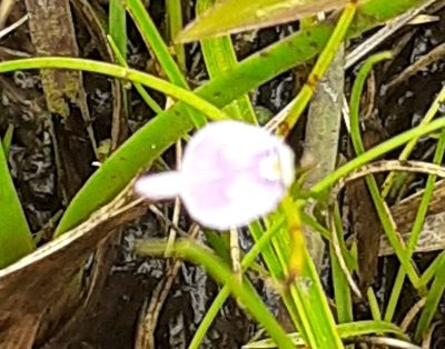 Utricularia arenaria, photographed by grabbarg