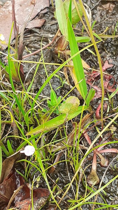 Utricularia arenaria, photographed by grabbarg