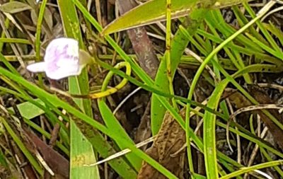 Utricularia arenaria, photographed by grabbarg
