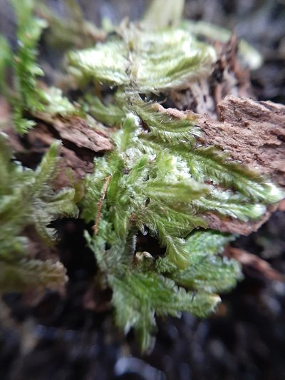 Margrethypnum falcifolium, photographed by Colin Meurk