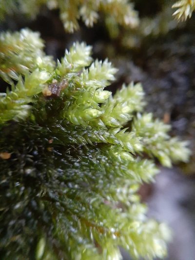 Sciadocladus kerrii, photographed by Colin Meurk