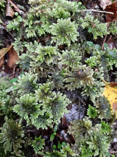 Sciadocladus kerrii, photographed by Colin Meurk