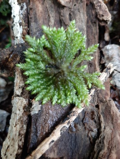 Sciadocladus kerrii, photographed by Colin Meurk