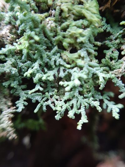 Lepidolaena clavigera, photographed by Colin Meurk