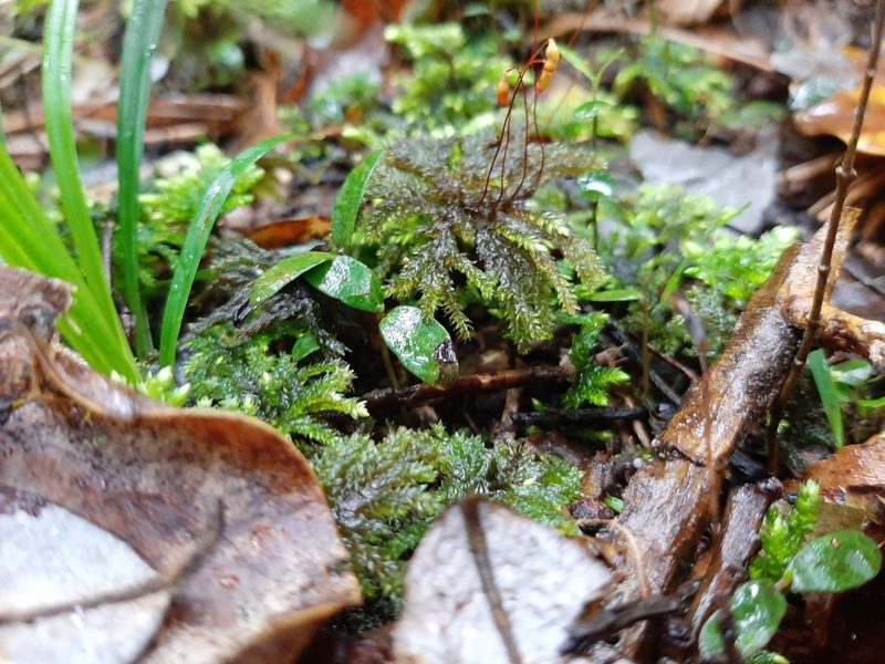 Sciadocladus kerrii, photographed by Colin Meurk