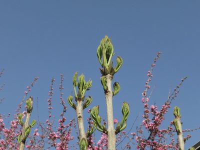 Fraxinus mandshurica, photographed by Repina Tatyana