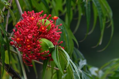 Jatropha multifida, photographed by adel-fridus