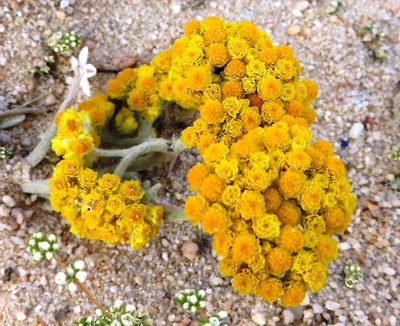 Helichrysum moeserianum, photographed by linkie
