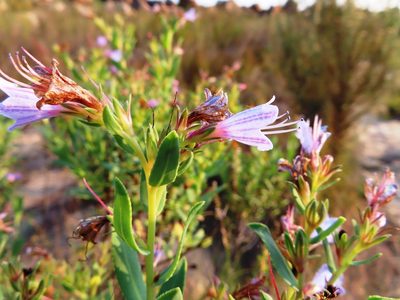 Lobostemon laevigatus, photographed by linkie